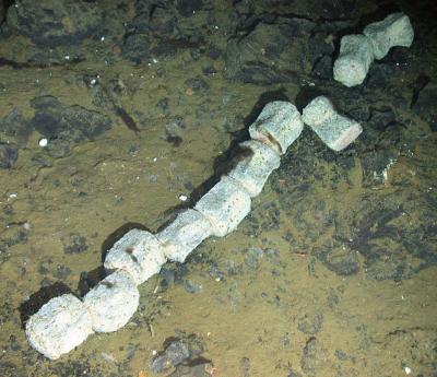 Backbone of Whale Skeleton on Seafloor