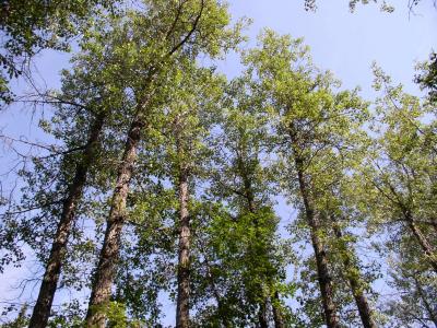 Balsam Poplar Trees