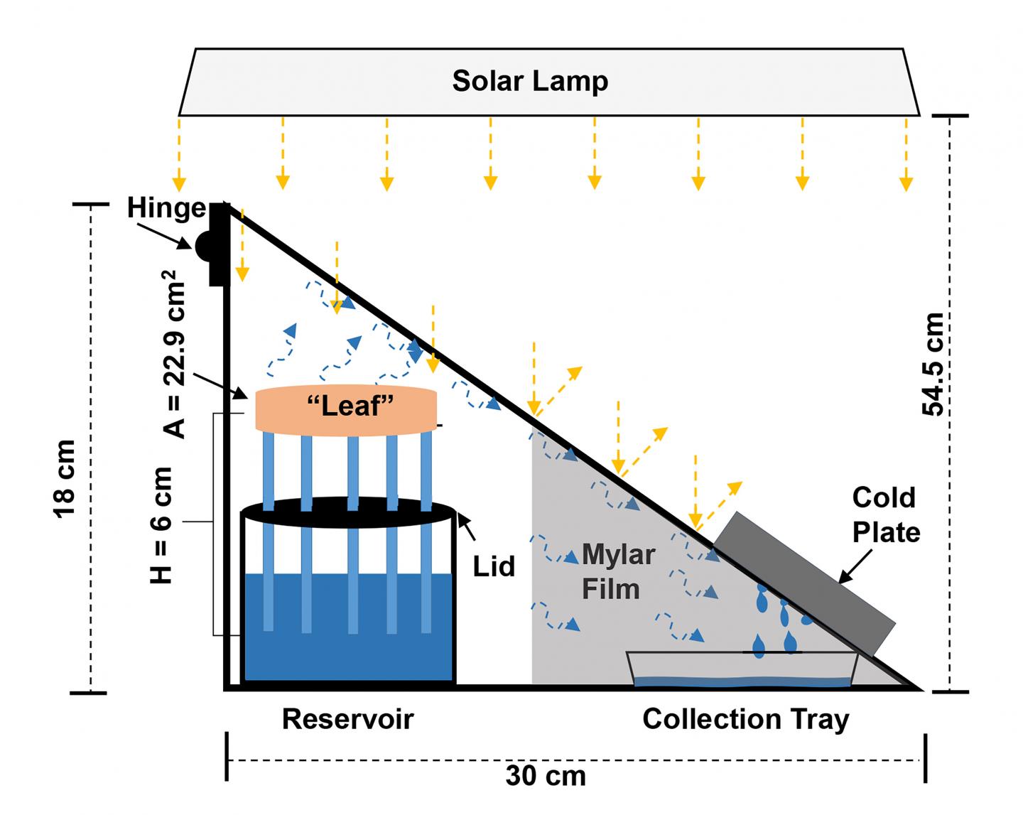 Synthetic Tree Enhances Solar Steam Generation for Harvesting Drinking