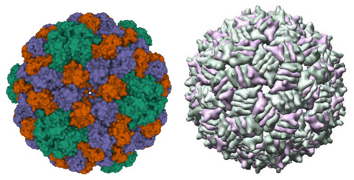 Protein Structure of Brome Mosaic Virus Capsid and MS2 Virus Capsid