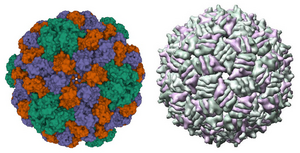 Protein Structure of Brome Mosaic Virus Capsid and MS2 Virus Capsid