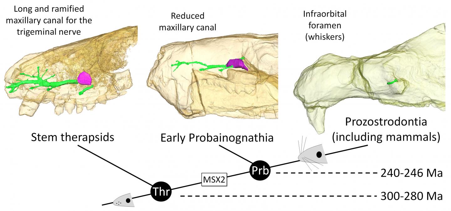 Evolution of the Maxillary Canal