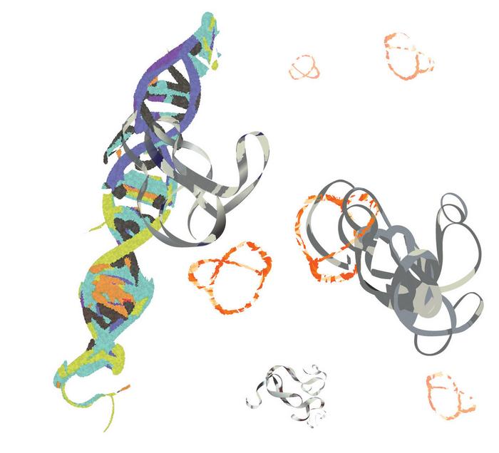 MYC protein in action