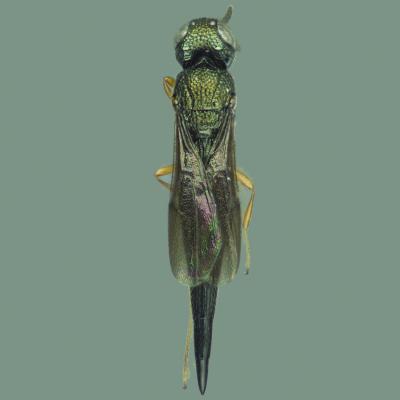 <i>Oxyscelio greenacus</i>