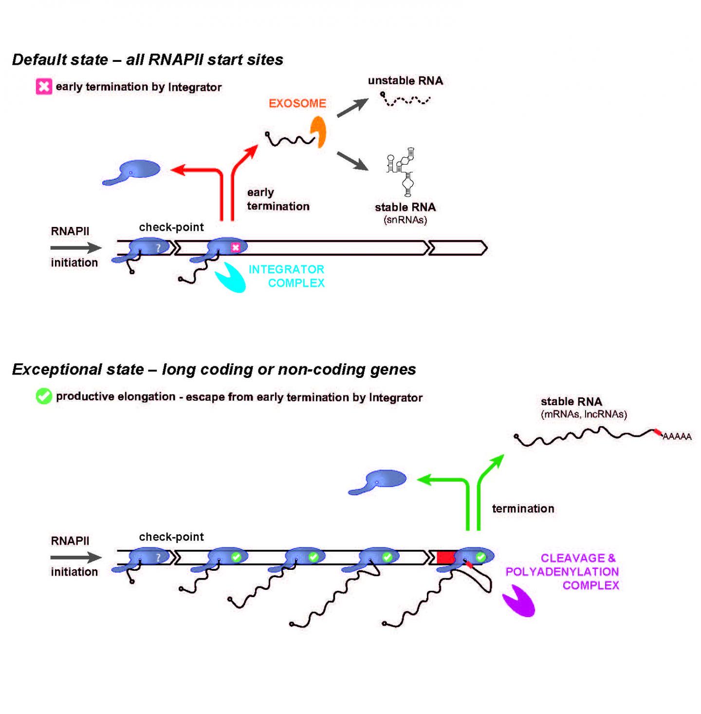 RNA polymerase II (RNAPII)