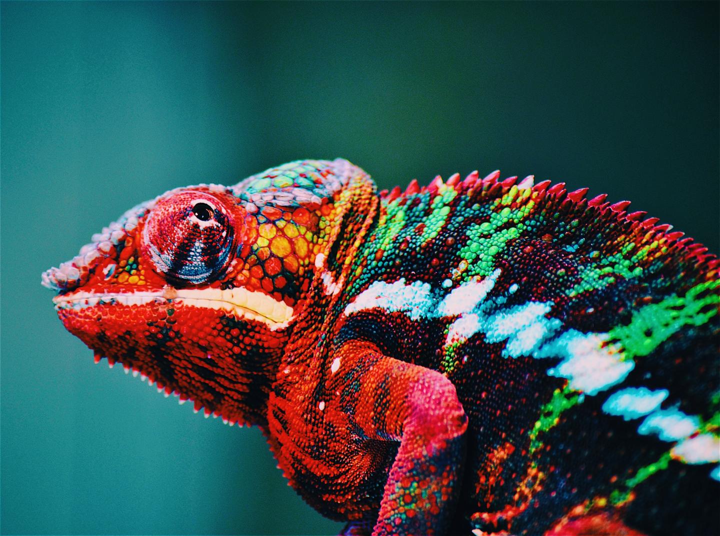 Chameleon (1 of 2)