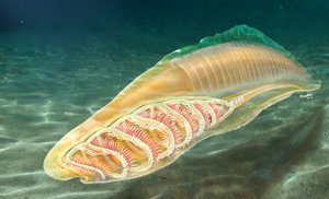 Artistic reconstruction of the yunnanozoan from the Cambrian Chengjiang biota shows basket-like pharyngeal skeletons