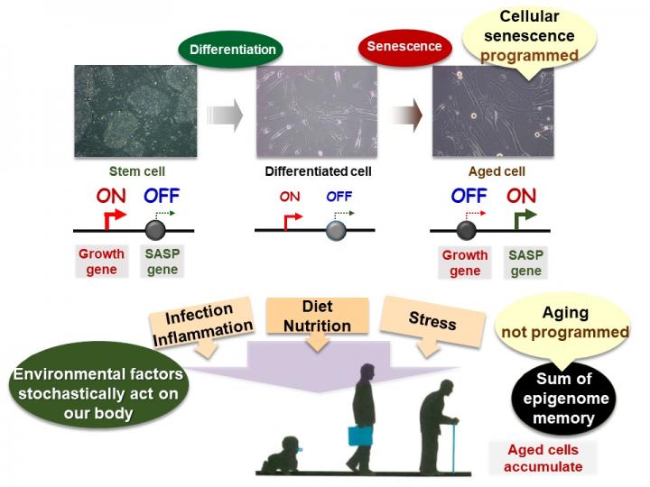 Cellular Senescence and Body Aging