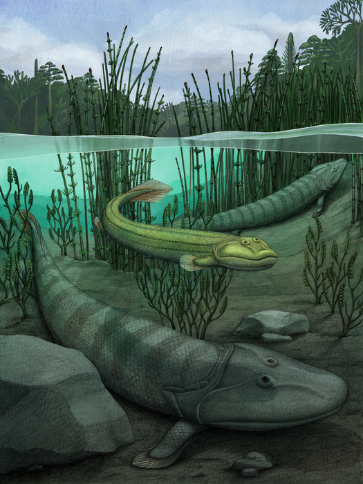 New fossil shows four-legged fishapod that re | EurekAlert!