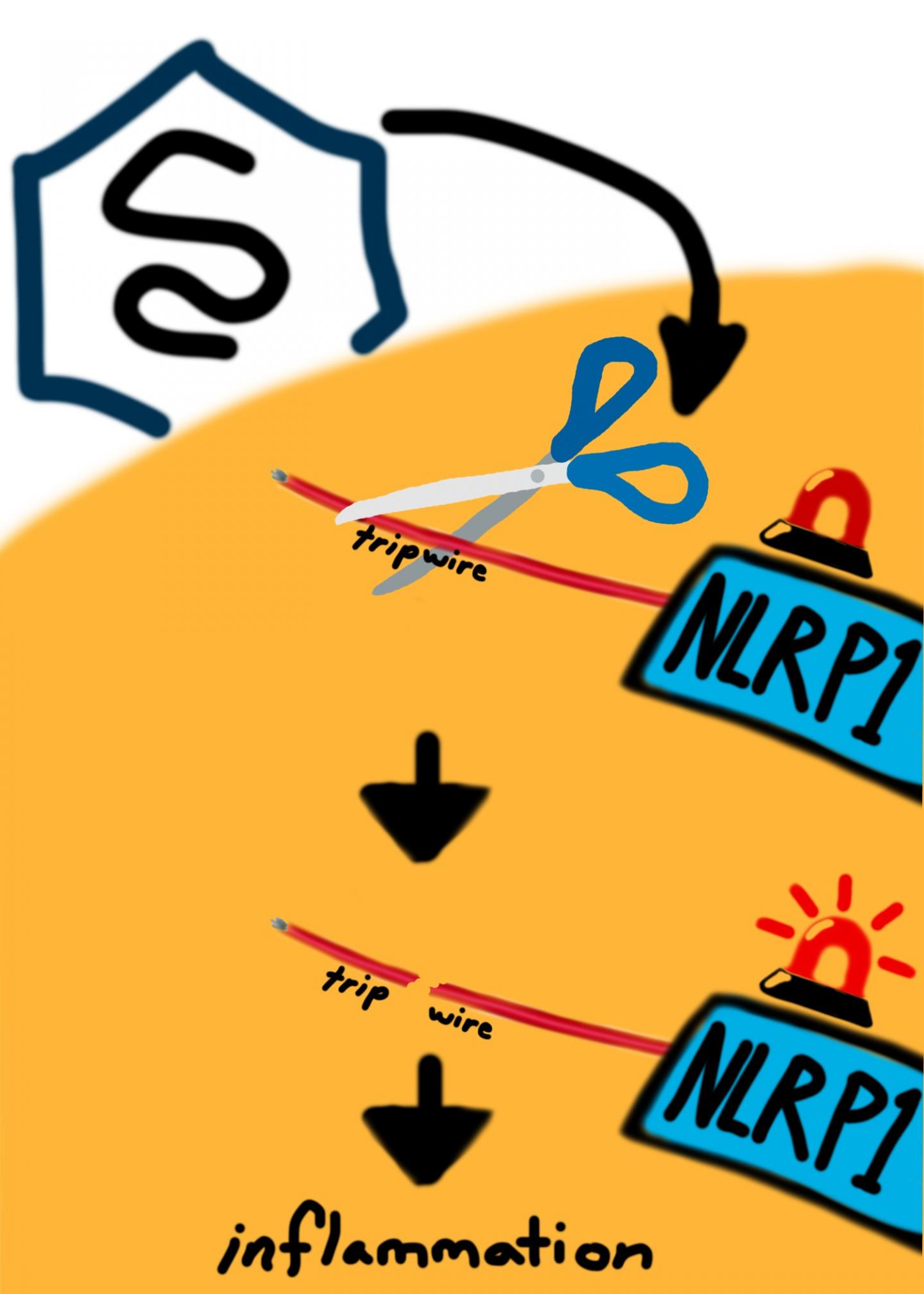 Immunity tripwire