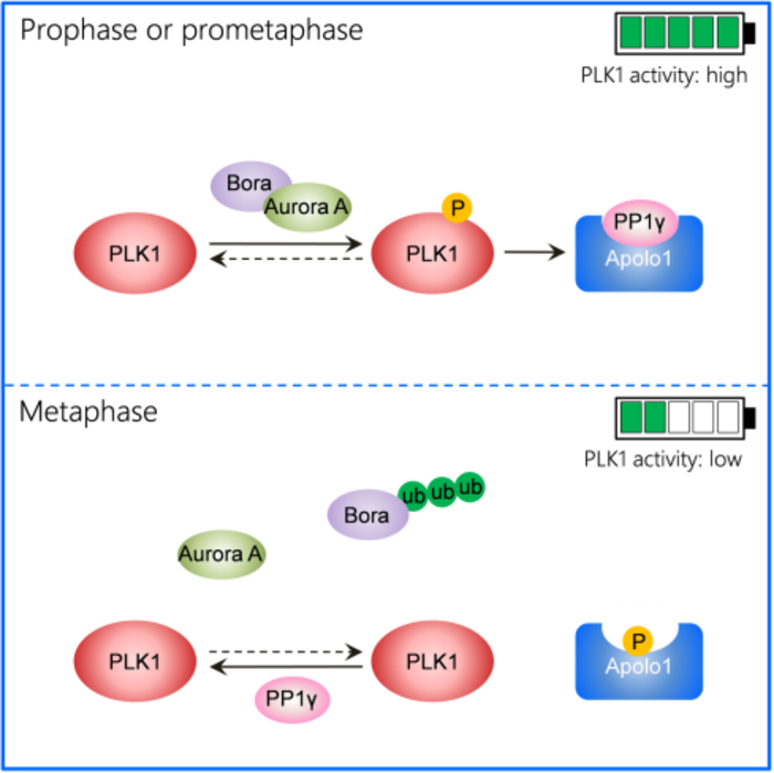 Feedback control of PLK1 by Apolo1 ensures accurate chromosome segregation