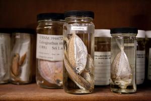 Jars of voucher specimens of fishes