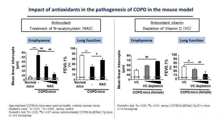 Antioxidant Impact on COPD in a Mouse Model