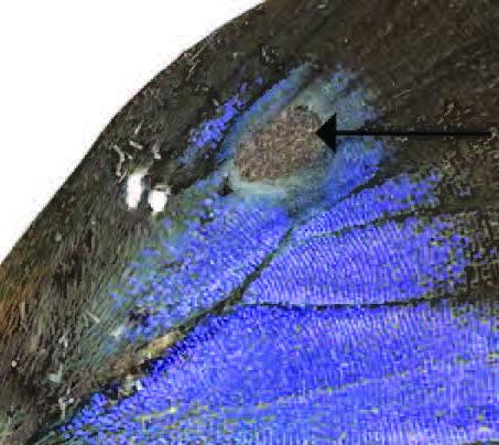 Male Butterfly, <em>Thereus lomalarga</em>