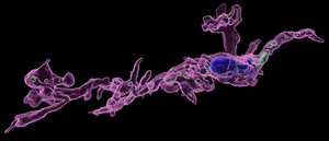 Microglia Sequesters Serotonin