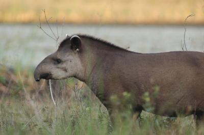 Special Issue on Earth's Disappearing Animals (1 of 13)