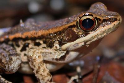Imperiled Wood Frog