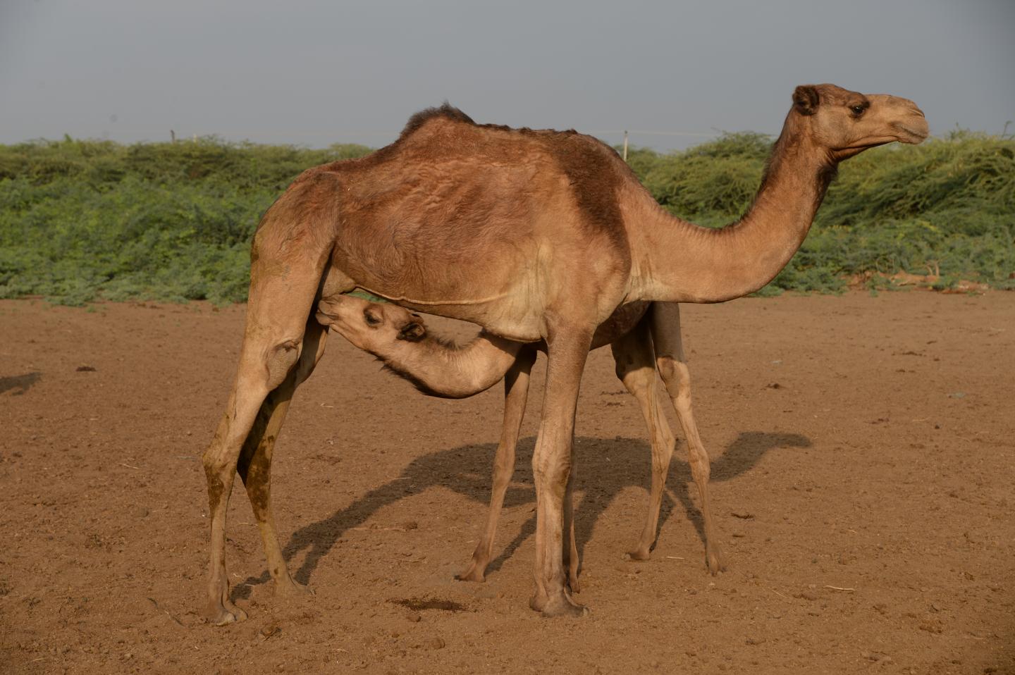 Dromedary camels from a study site in Ethiopia.