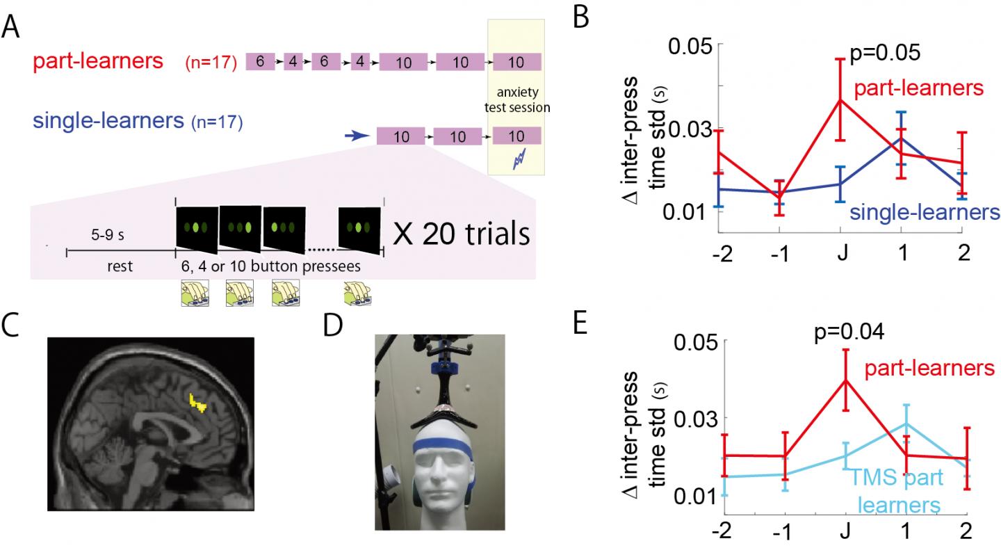 Figure 1: Reduced Performance under Anxiety Correlated with Activity in the dACC