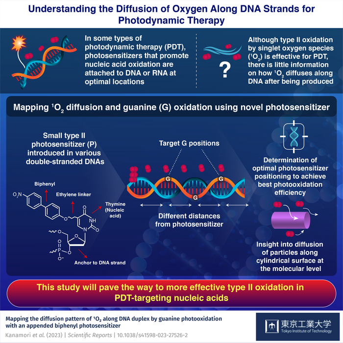 Understanding oxygen diffusion along DNA strands for photodynamic therapy