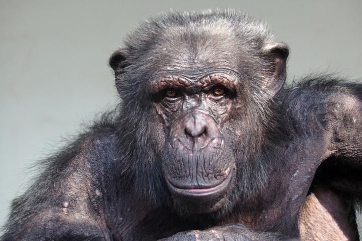 Chimpanzee