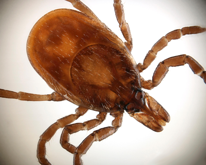 blacklegged tick (Ixodes scapularis)