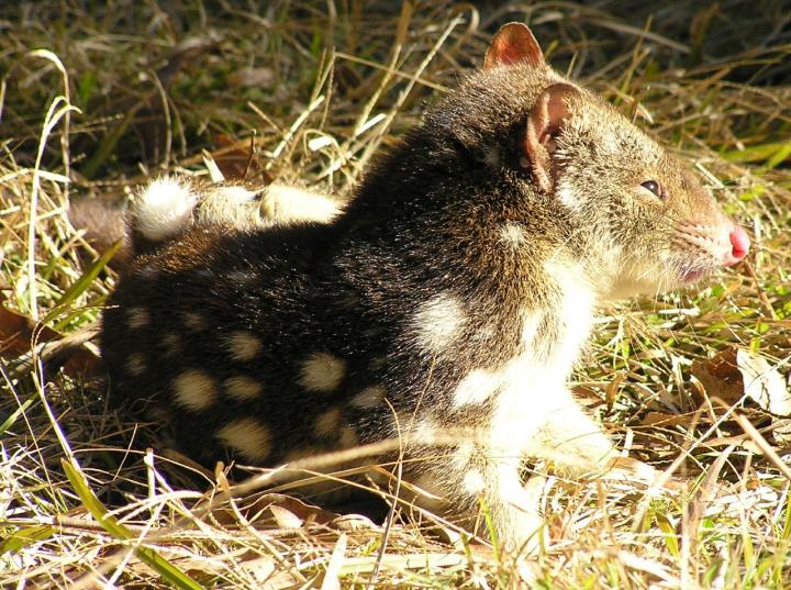 Tiger Quoll (<em>Dasyurus Maculatus</em>)