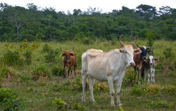 Cattle on Pasture and a Forest in the Background in Chiapas, Mexico