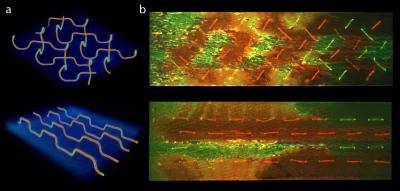 3-D Microvascular Networks for Self-Healing Composites