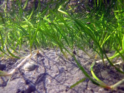 Three Steps for Seagrass Success (6 of 9)