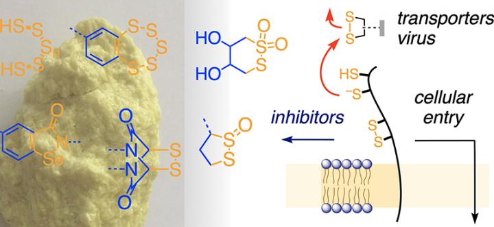 Absorption cellulaire mÃ©diÃ©e par les thiols