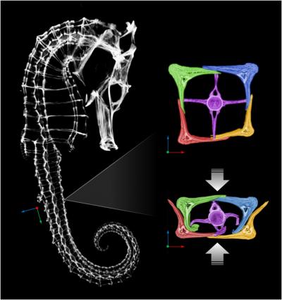 Seahorse Vertebrae CT-Scan