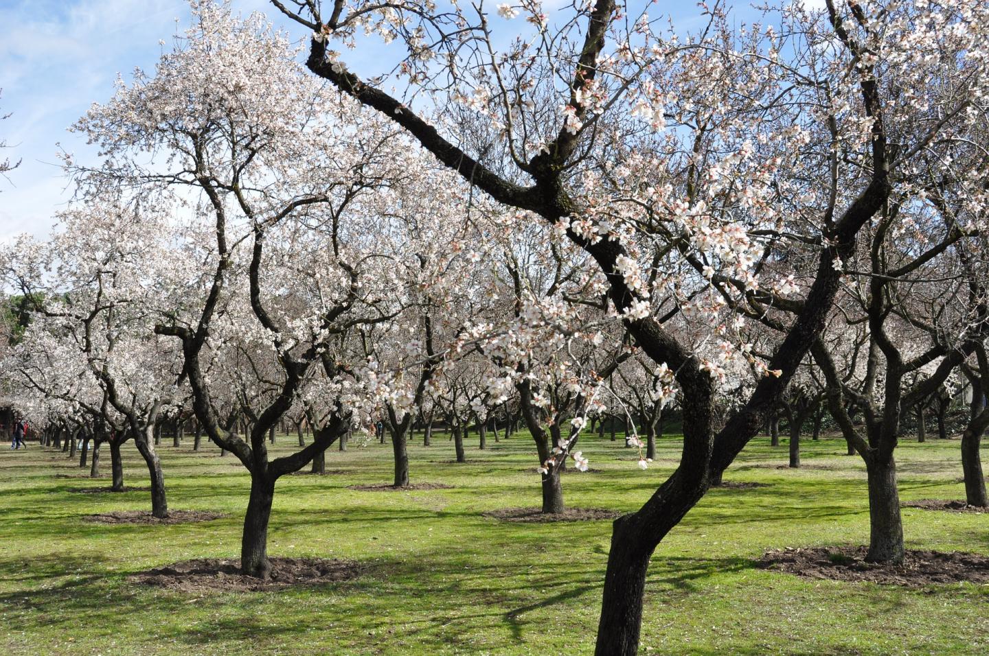 Almond Tree Plantation