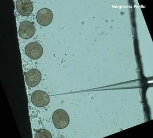 Microinjection of sea star oocytes