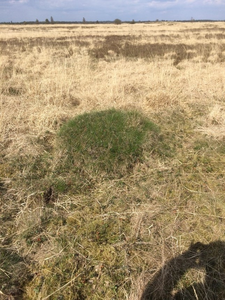 Mound of the yellow headed meadow ant
