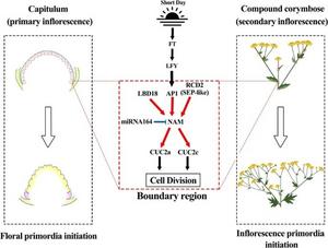 The boundary gene regulatory network with cla-miR164-ClNAM as the core is involved in the inflorescence architectures of Chrysanthemum lavandulifolium.