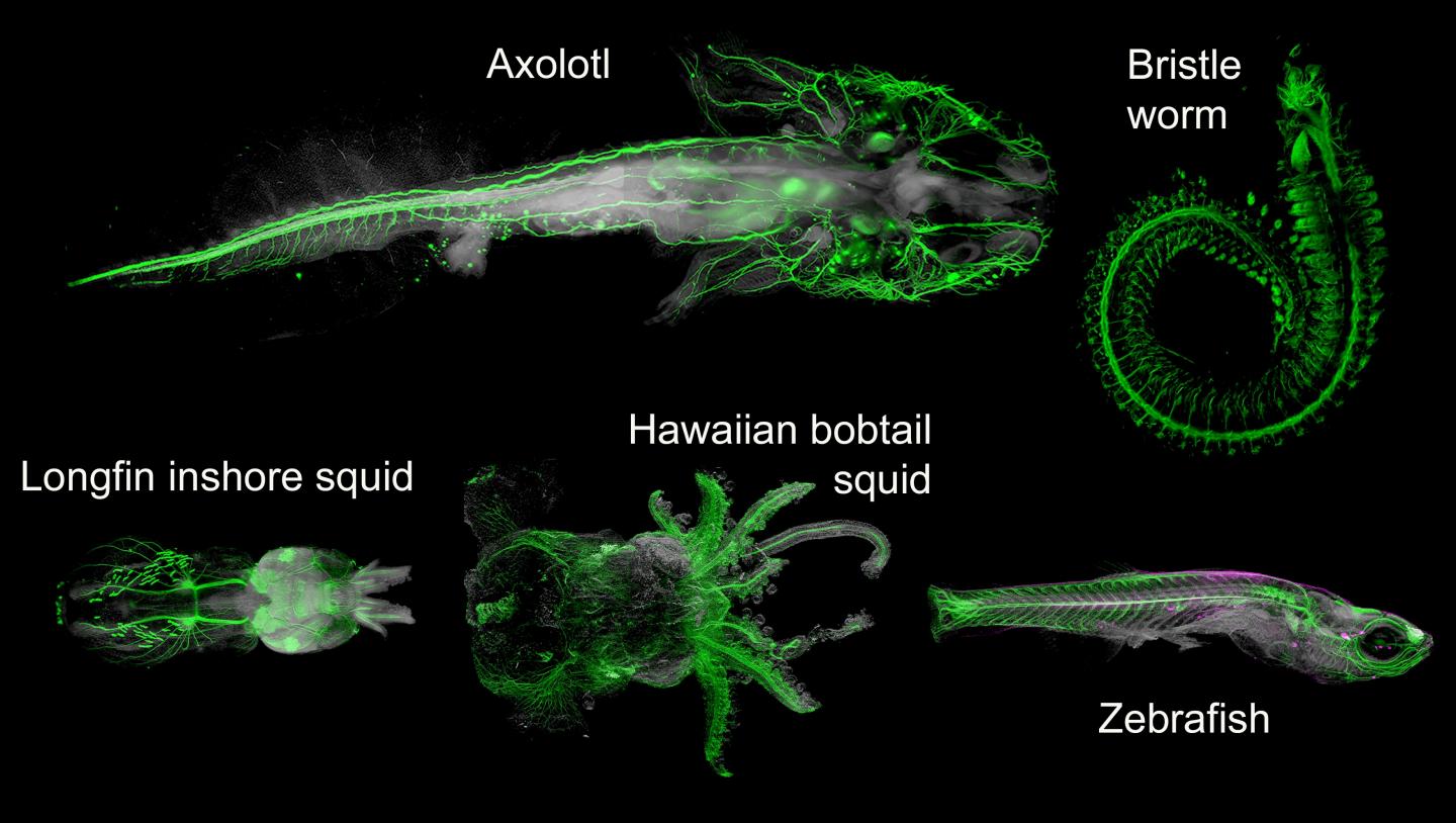 Size Comparison