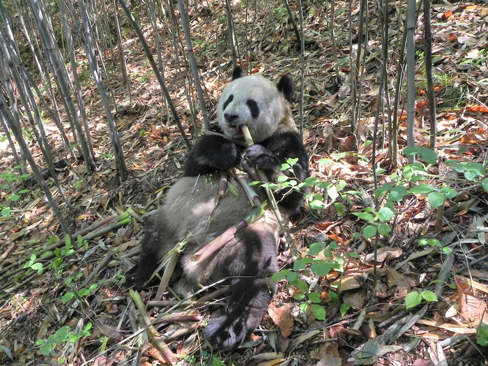 Snacking panda