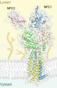 Making moves with cryo-EM: Princeton's Nieng Yan tackles protein structures