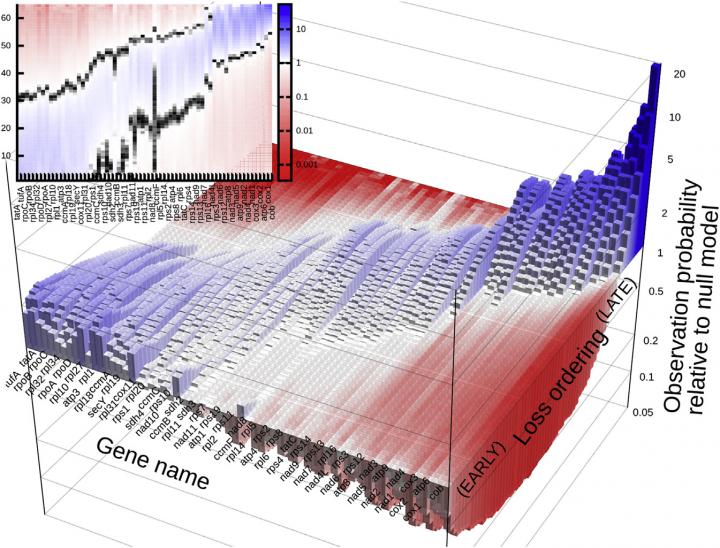 Mitochondrial Gene Loss
