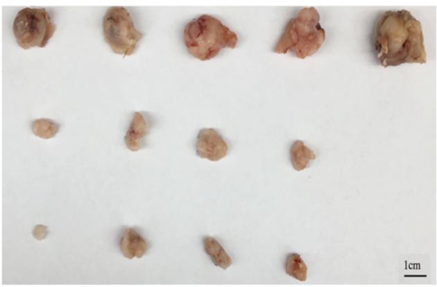 Secretion Inhibitors on the Growth of High-Grade Glial Tumors in Mice