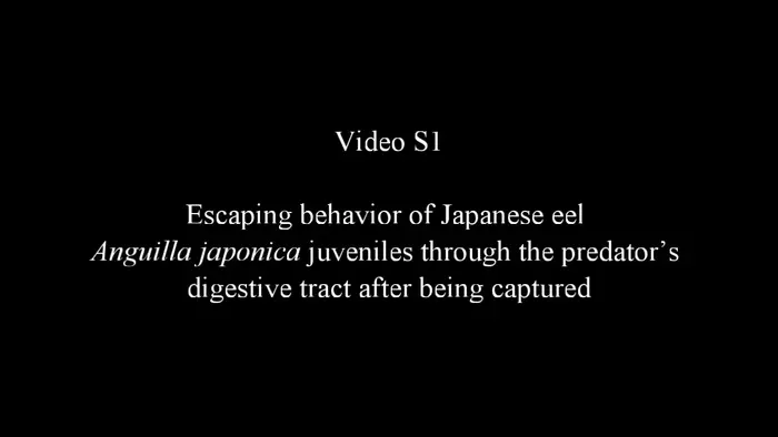 Escaping behavior of Japanese eel