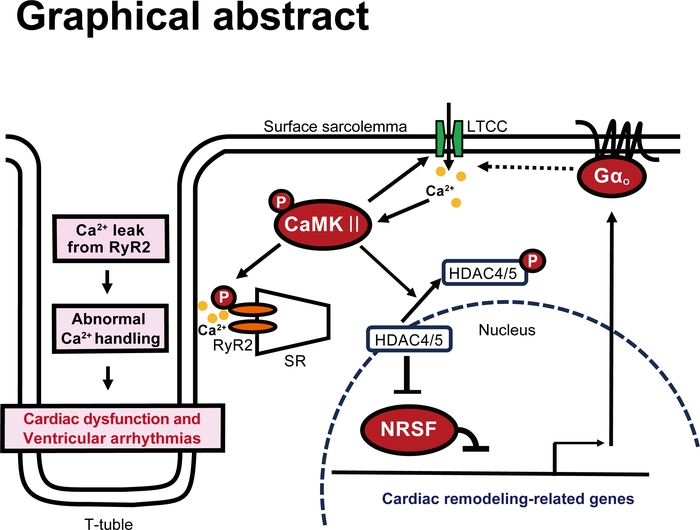 Pathological NRSF-Gα o  pathway in the progression of heart failure.