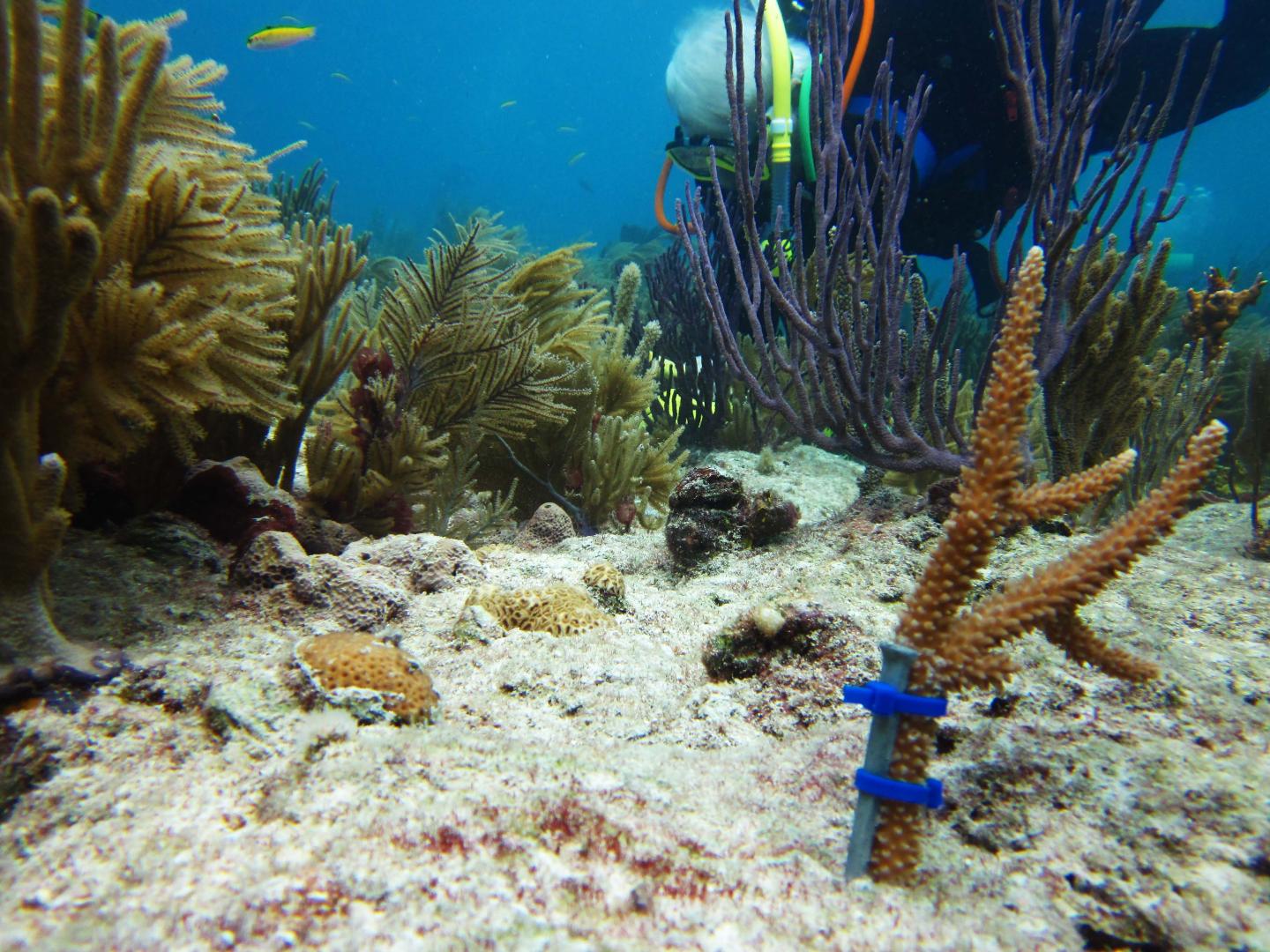 Coral Outplanting
