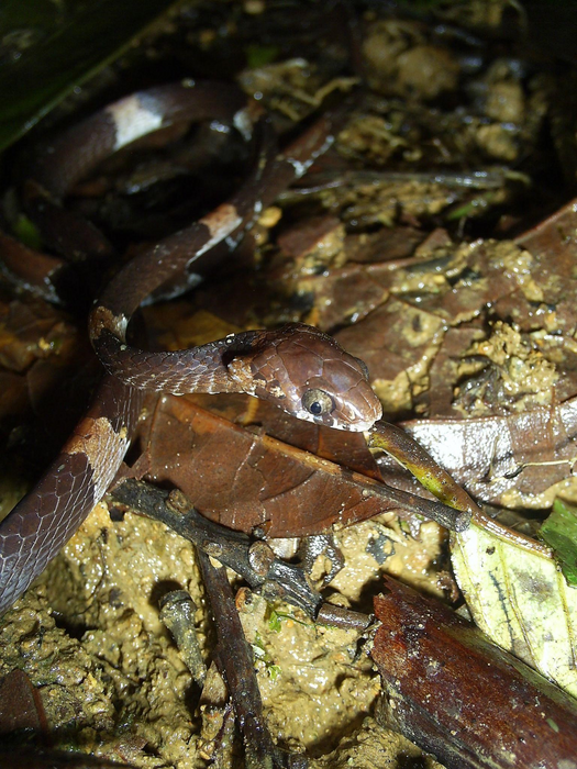 The Hidden Snail-eating Snake, Dipsas aparatiritos