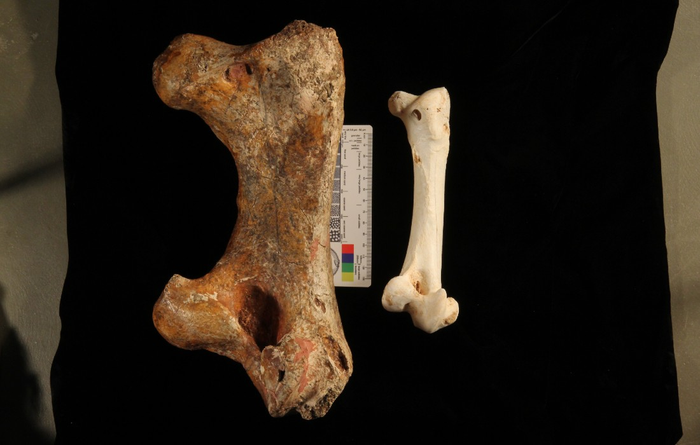 Femur from Genyornis newtoni