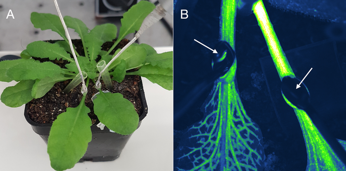Plants respond to threats