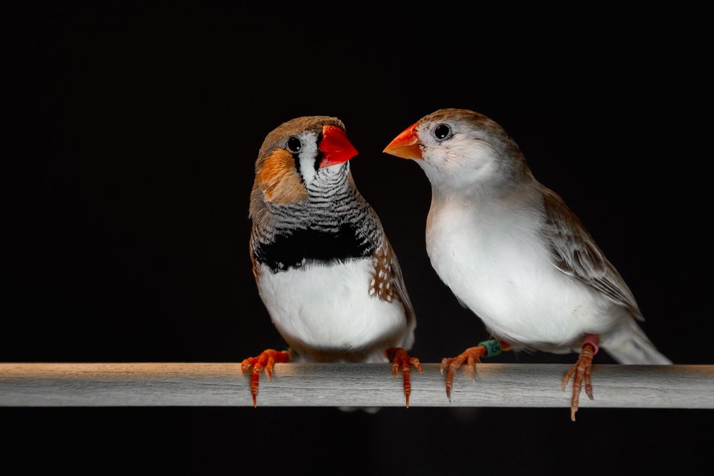 Zebra finches