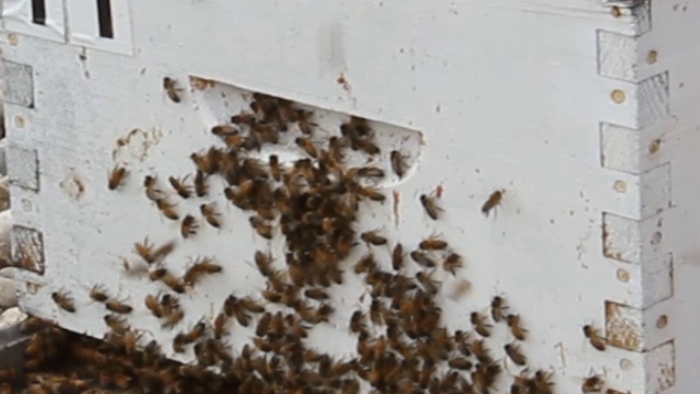 York University researchers solve the mystery of the origin of the western honey bee