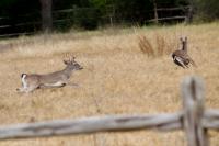 Deer Running through Field